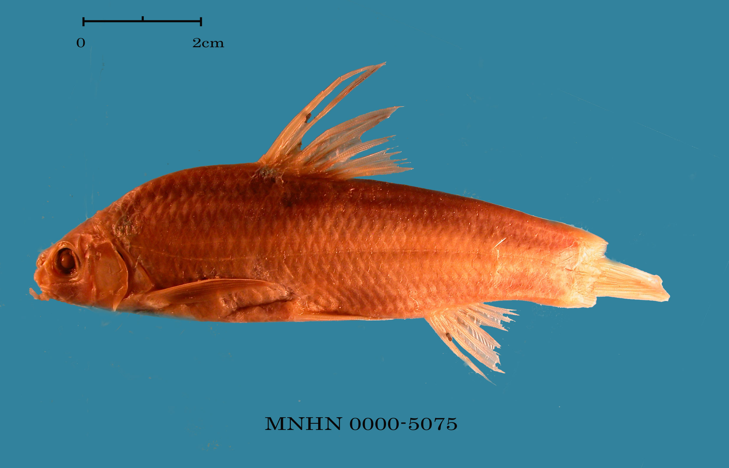 Sarcocheilichthys sinensis sinensis Bleeker, 1871